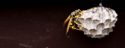 close up detail shot of a black yellow wasp on vespiary wasps' nest (panoramic format)