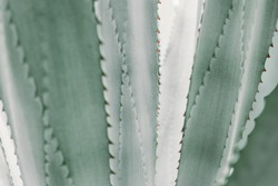 abstract pattern of agave plant.