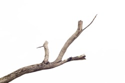 tree death or branch die on white background.