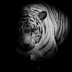 White tiger isolated on black background