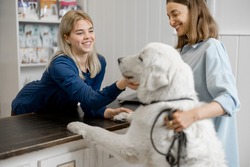 Female owner and veterinarian with big white dog on reception in veterinary clinic. Dog climbed paws on the table and doctor stroking dog. Pet care and treatment