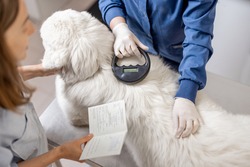Veterinarian checking microchip implant under sheepdog dog skin in vet clinic with scanner device and owner showing a document. Registration and indentification of pets. Animal id passport.