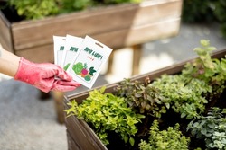 Holding vegetable seeds in paper packets with growing plants on background, close-up. Growing vegetables from seeds, design of packaging concept