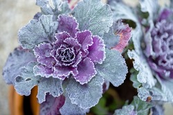 Frozen leaves of decorative cabbage growing in pots outdoors