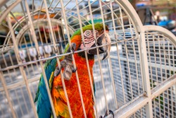 Big colorful parrot in the white cage