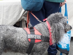 service dog helping people in public space