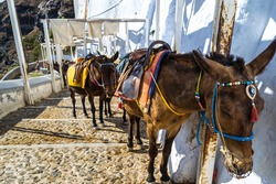 Donkeys resting in the shade in Fira, Santorini