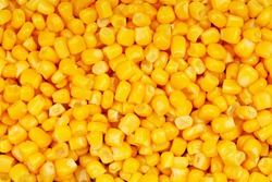 Corn texture. Yellow corns as background. 
