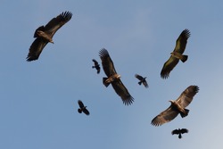 Flock of Himalayan griffon soaring  with fully wingspan while crows chasing in  blue sky  over klong kata dam phuket.Four huge vulture in flight,low angle view.