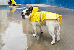 Panoramic view of dog with raincoat on puddle. Horizontal low angle view of angry french bulldog wearing yellow raincoat isolated on sidewalk. Animals concept.