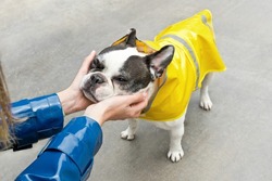 Top view of angry dog with yellow raincoat. Horizontal view of unrecognizable woman caressing bulldog face with bad expression. People and animals concept.