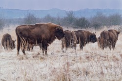 The European bison (Bison bonasus) or the European wood, also known as the wisent or colloquially the European buffalo. Winter time. Frozen weather.