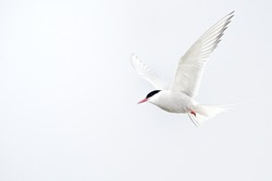 The Arctic tern (Sterna paradisaea) is a seabird of the tern family Sternidae. This bird has a circumpolar breeding distribution covering the Arctic and sub-Arctic