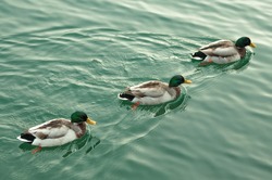 3 ducks swimming together in one direction on the lake, Italy