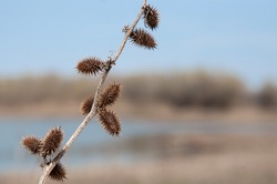 Dry thorn Xanthium strumarium rough cocklebur in steppe on blurred background