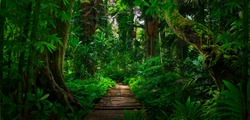 Southeast Asian tropical rainforest with path