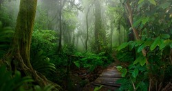 Tropical jungles of Southeast Asia