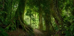 Tropical jungles of Southeast Asia 