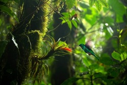 Focus selection. Hummingbird in the rain forest of Costa Rica