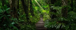 Tropical Rain forest in Costa Rica