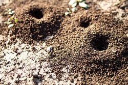 Ant house. Anthill on the road. A slide of land on the road created by ants. House for insects.