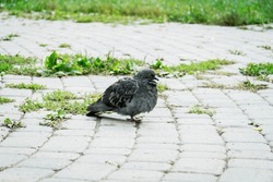 A lone pigeon stands on a paving stone path. A bird in the park against a background of grass..