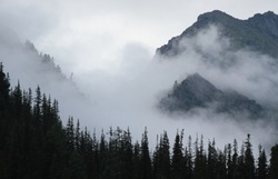 Fog in the mountains, Siberian taiga on a misty morning
