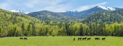Wide panoramic view, the beginning of summer in the mountains. Green forests and meadows, snow-capped peaks and blue sky. Pasture in the mountains, horses graze.