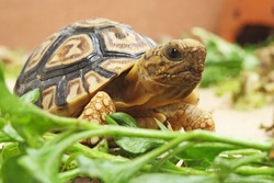  Baby Leopard tortoise walking slowly and sunbathe on ground with his protective shell ,cute animal pictures make you smile , tortoise eating vegetable                                      