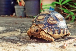 Baby Leopard tortoise sunbathe on ground with his protective shell ,cute animal pictures make you smile ,Beautiful Baby Tortoise                               