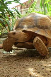 Close up Africa spurred tortoise resting in the garden, Slow life ,Africa spurred tortoise sunbathe on ground with his protective shell ,Geochelone sulcata ,Tortoise walking on the ground