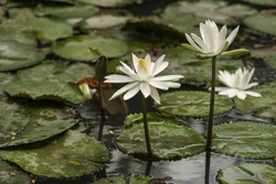 Water lily - A kind of flower grows in ponds and lakes