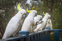 Birds Of Australia. Parrots forest Burrunjak