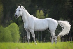 white horse standing on a green field