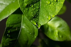 Lemon tree leaves. Water drops on lemon leaf. Flowing raindrops