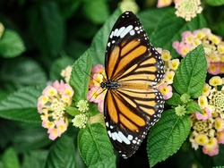 Top view of beautiful butterfly on flowers in garden.