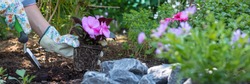 Beautiful female gardener holding a flowering plant ready to be planted in her garden. Gardening concept. Web banner.