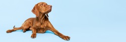 Beautiful hungarian vizsla dog full body studio portrait. Dog lying down and looking up over pastel blue background. Family dog banner.