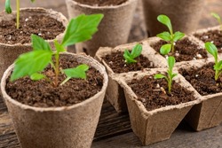 Potted flower seedlings growing in biodegradable peat moss pots on wooden background. Zero waste, recycling, plastic free gardening concept background.