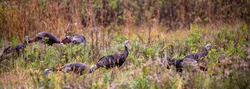 Eastern wild turkeys (Meleagris gallopavo) in early fall in central Wisconsin, panorama
