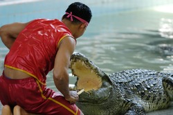 Crocodile show at crocodile farm in Samutprakarn,Thailand. This exciting show is very famous among among tourist and Thai people 