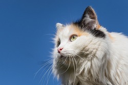 Beautiful adult young black, white and red tricolor long haired cat with big yellow eyes sits on the blue sky background