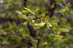 The wild honeysuckle branches with green fresh leaves and yellow buds and flowers are on a blurred background in a garden in spring