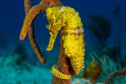 A beautiful yellow longsnout seahorse in a classic pose with his tail wrapped around some sponge. The creature was shot in the wild by a scuba diver on the reef in the Cayman Islands