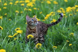 bengal cat on green meadow