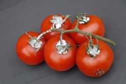 bright red bush tomatoes gone bad and showing patches of mold