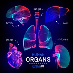 Vector set of different human inner organs contour or wireframe for medical infographics in abstract 3d geometry lines texture and outline gradient waves graphic design illustration on dark background
