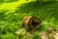 Photo of hollow woody trunk, cut in a lawn with sunlight.