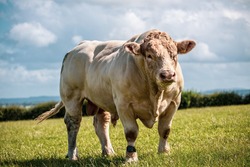Really powerful Charolais bull - breed. Showing his muscles on sunny day on the field in UK.
