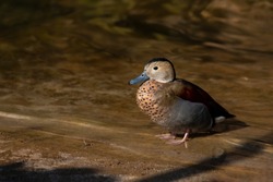 Full body of adult male ringed teal duck. Photography of lively nature and wildlife.